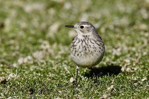 American Pipit (Anthus rubescens) 5 of 6 in set by Alan Vernon. is licensed under CC BY-NC-SA 2.0
